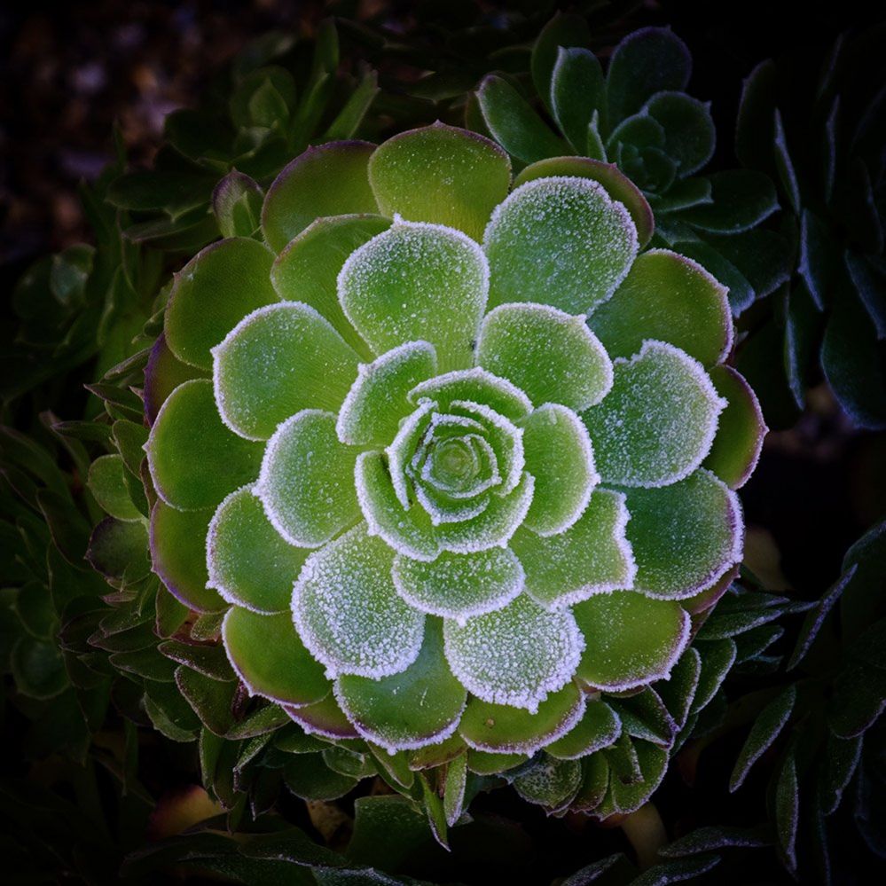 Frost on a succulent plant