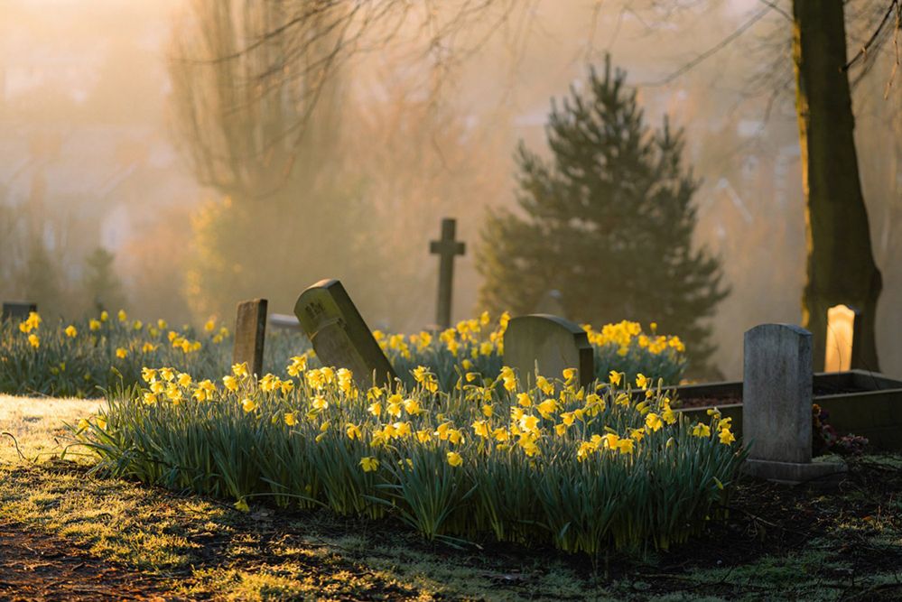 Early daffodils blooming in a glowing, Spital Cemetery (Chesterfield)