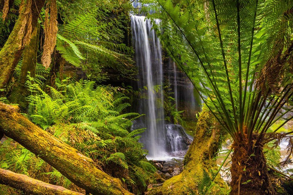 Waterfall in a forest, Tasmania