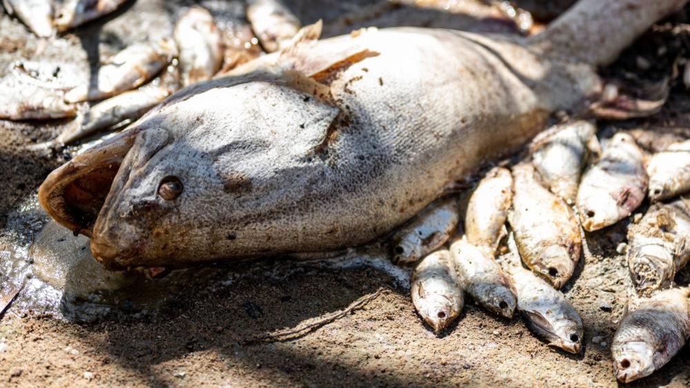 Dead fish in Menindee, NSW