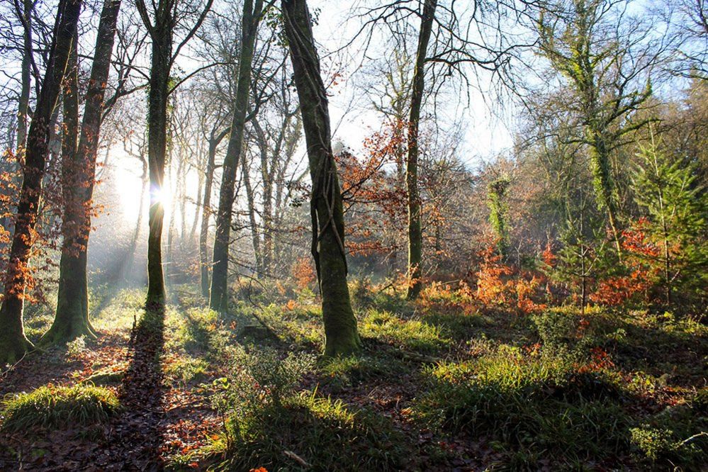 Trees in Devon