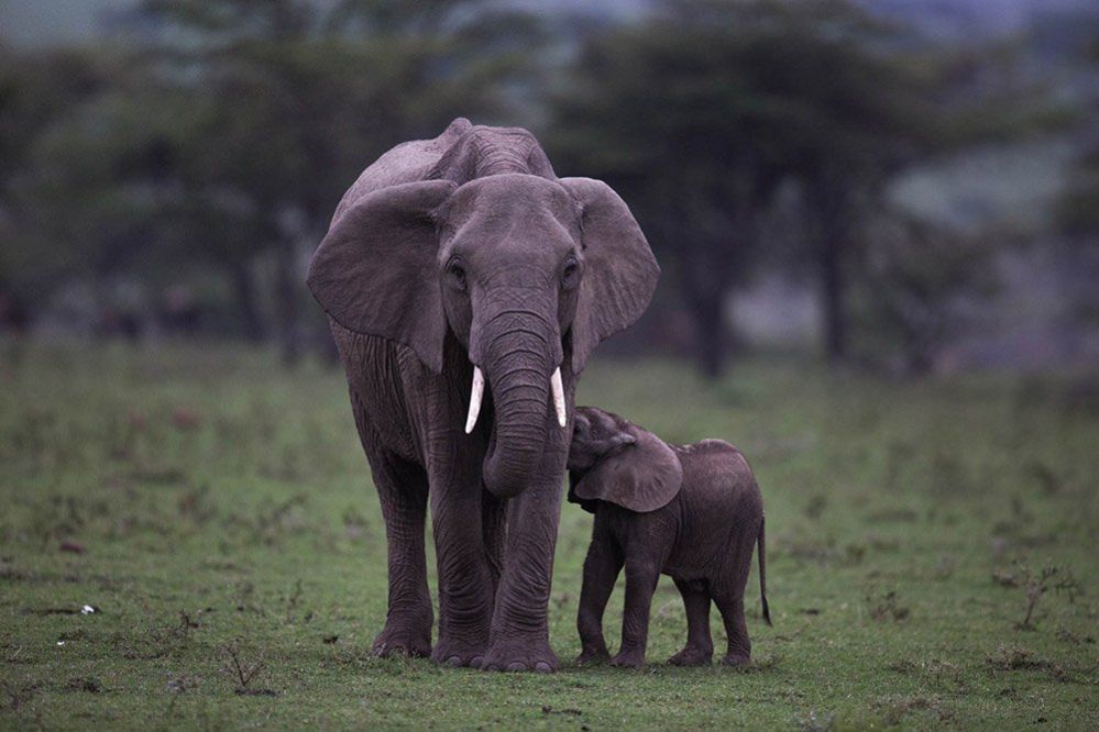 Слон и теленок