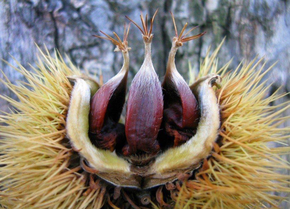 Inside a chestnut