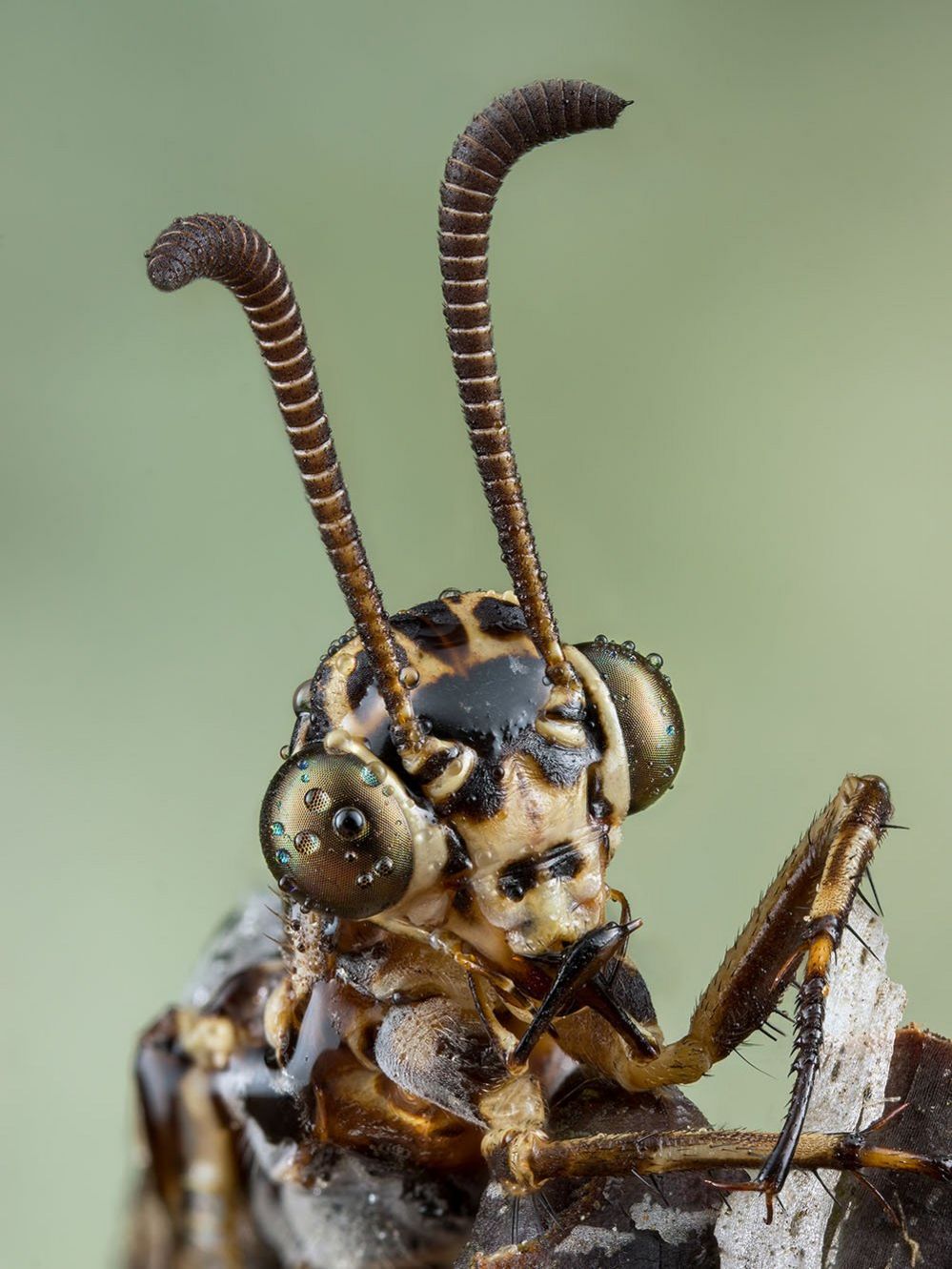 An ant lion