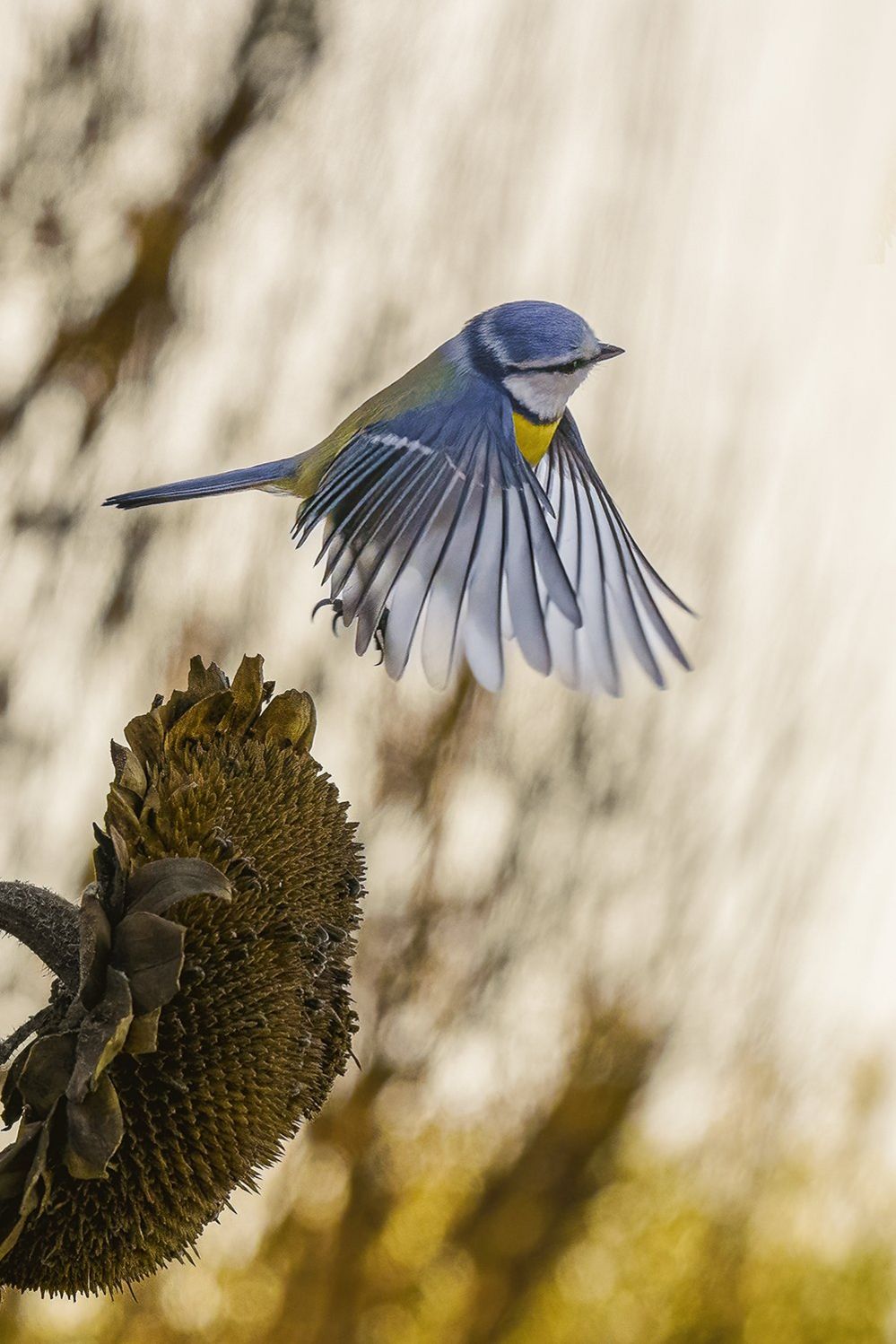 A blue tit takes flight from a sunflower
