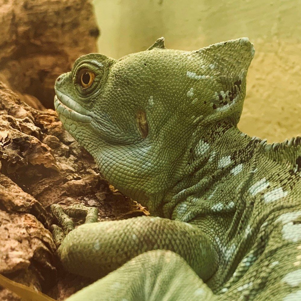 Green crested basilisk