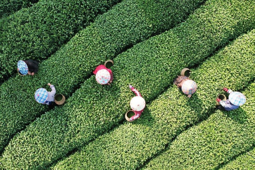 Tea pickers at work