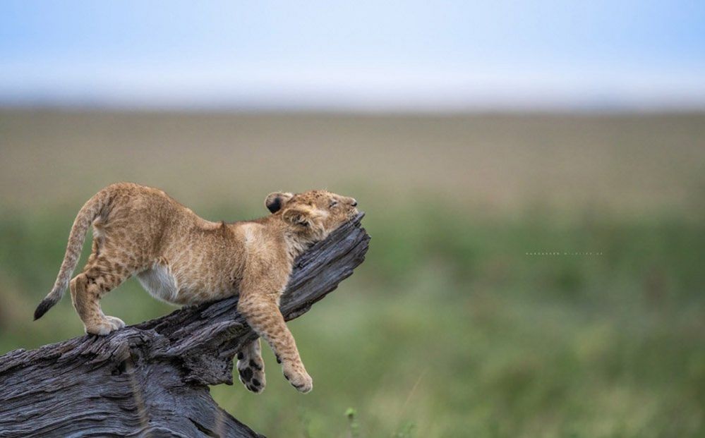 Lion cub on a branch