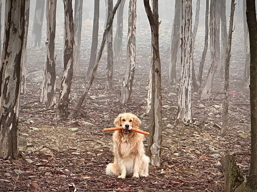 Собака в лесу