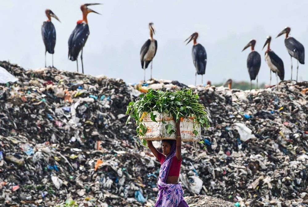 A woman carries a box past a group of storks sat on top of a rubbish tip