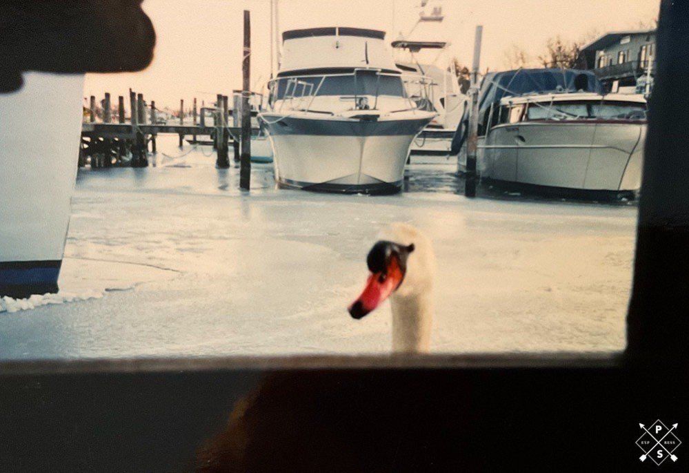 A swan in Long Island New York