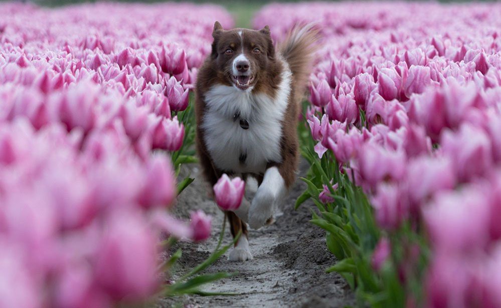 A dog in a field of tulips
