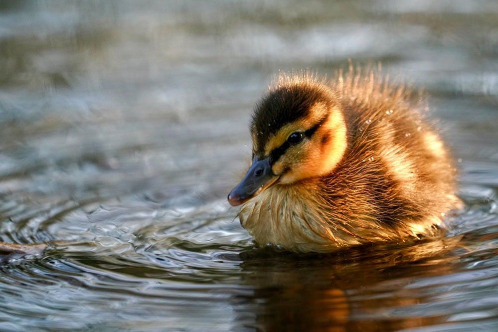 Your pictures on the theme of 'on the water' - BBC News