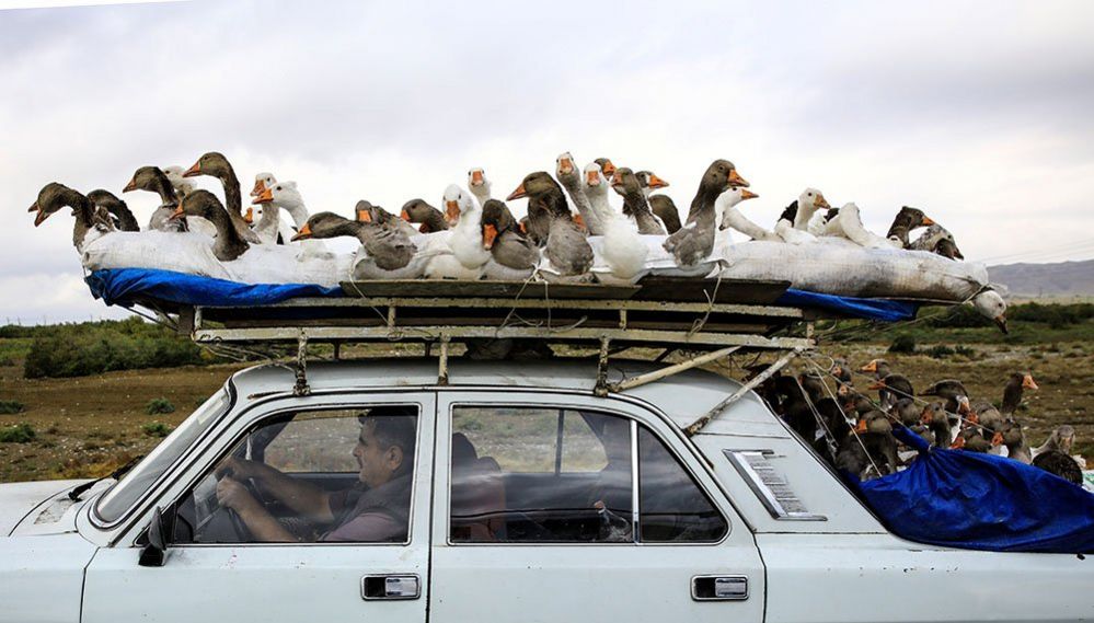 A man transports geese on the roof of his car in Azerbaijan