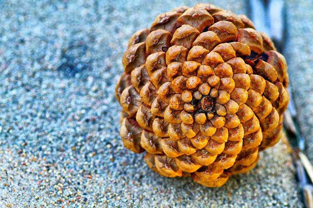 A pine cones