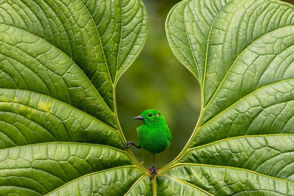 Glistening-green tanager on a leaf