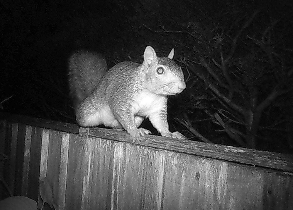 Squirrel at night