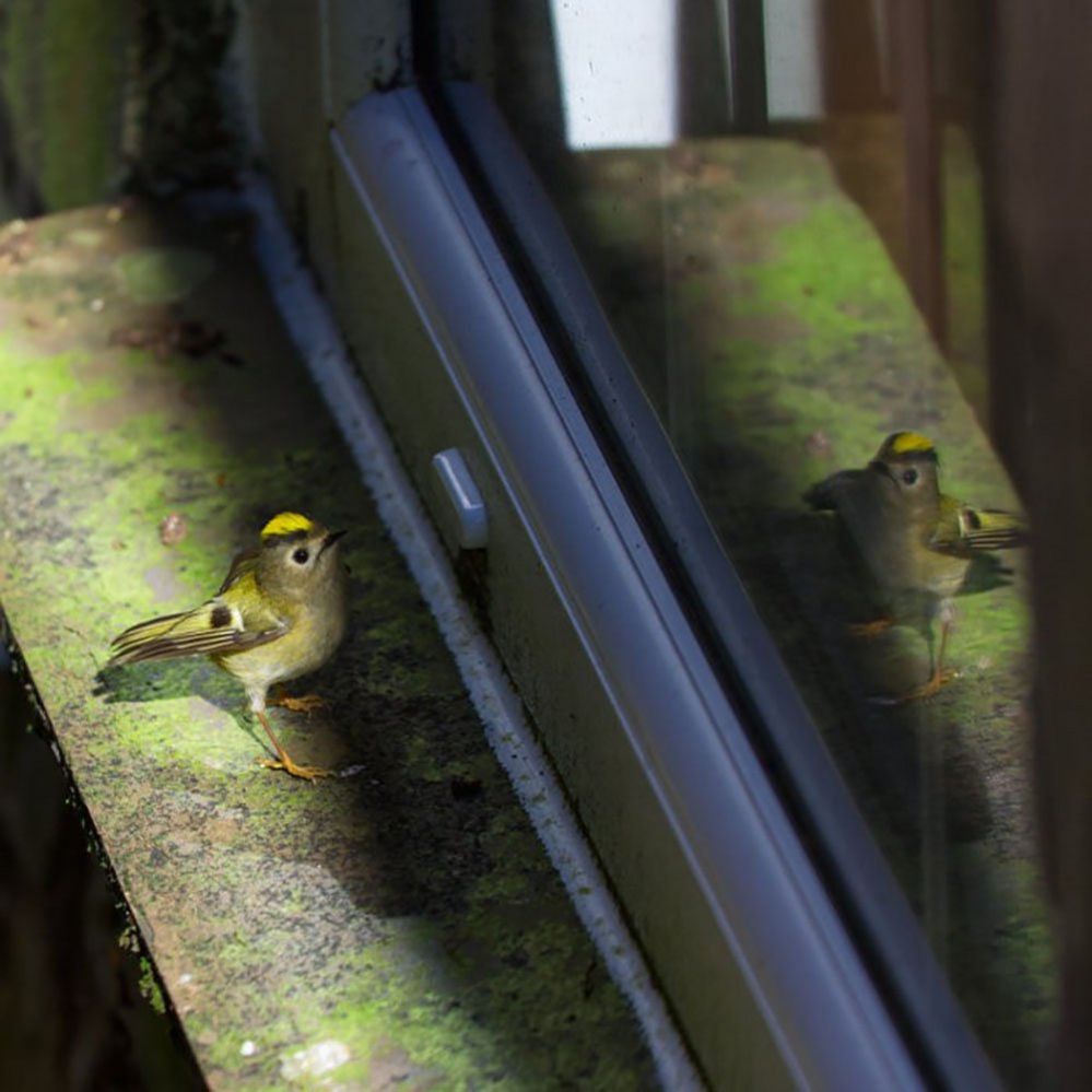 A goldcrest bird reflected in a window
