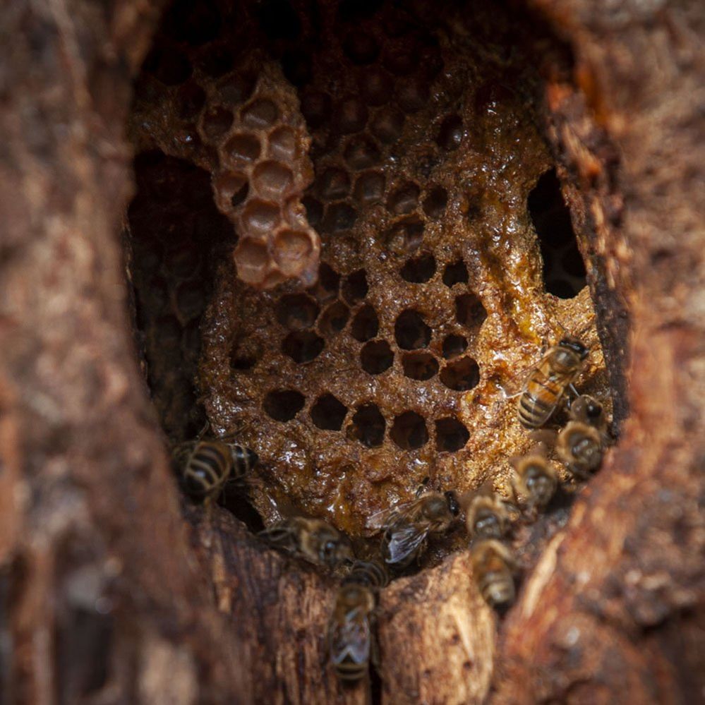 Bees have made a hive in an old stump on the new site