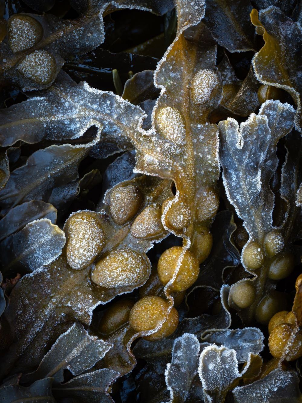 Icy seaweed