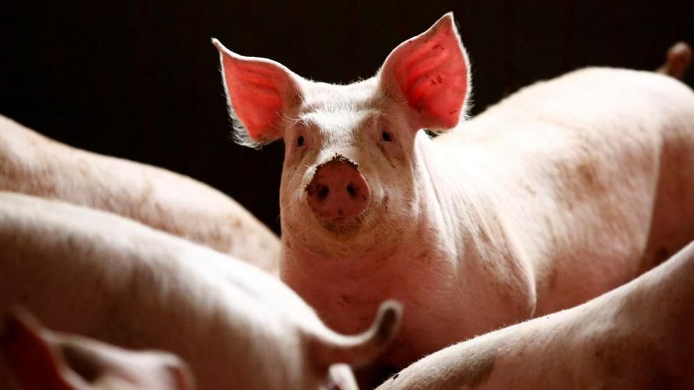 Big-eared pigs. One is looking at the camera