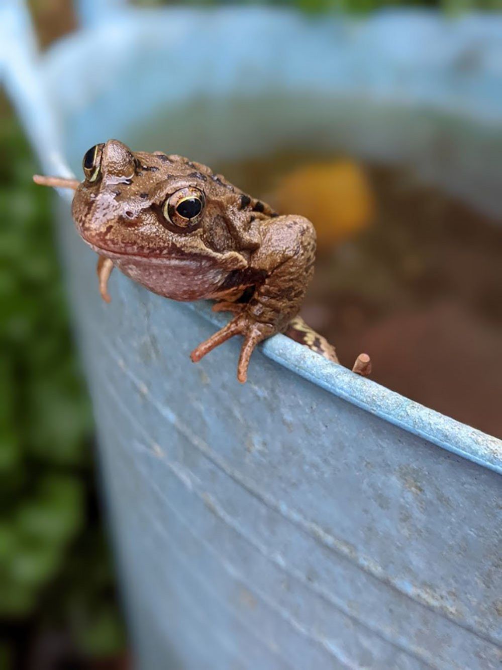 Frog in a bucket
