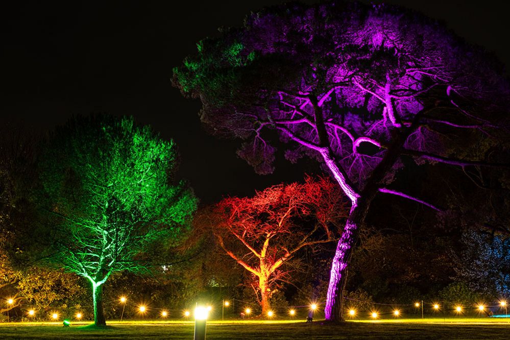 Trees lit with different coloured lights