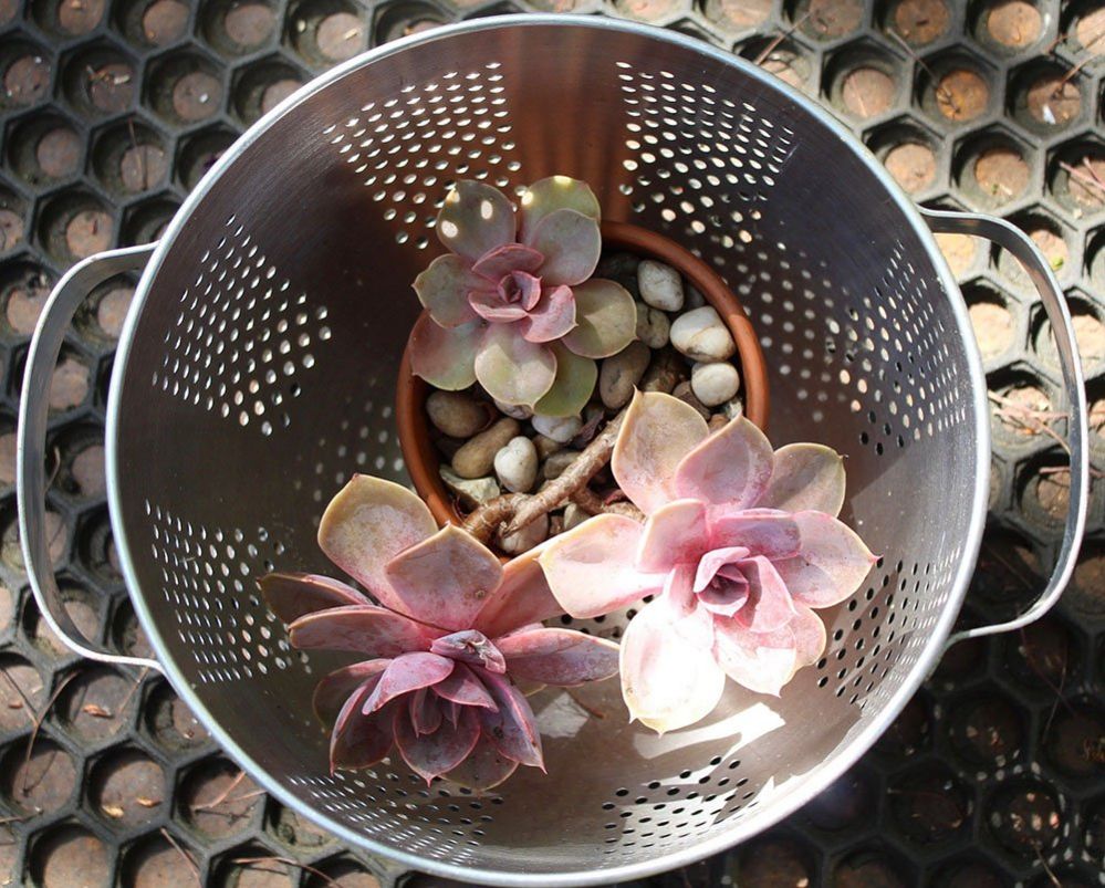 Pink plant in a sieve