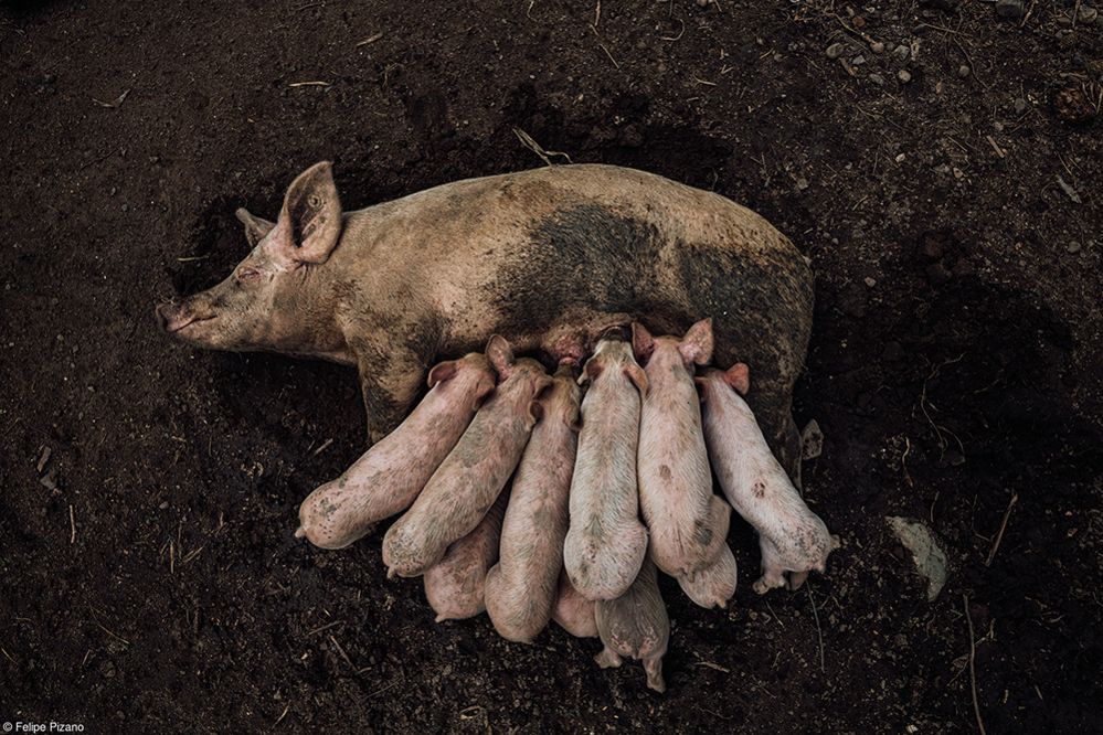 A sow and piglets
