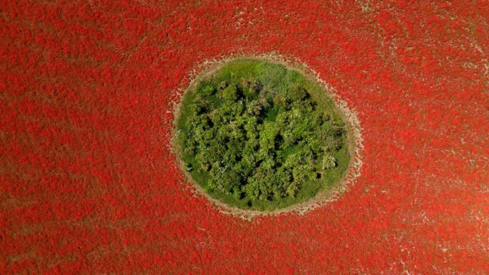 An aerial view of a circle-shaped piece of green foliage, surrounded on all sides by poppies. 