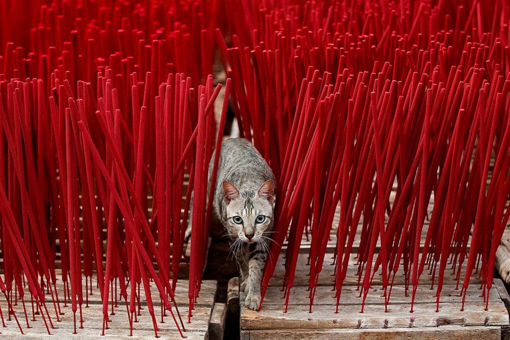 A cat among incense sticks