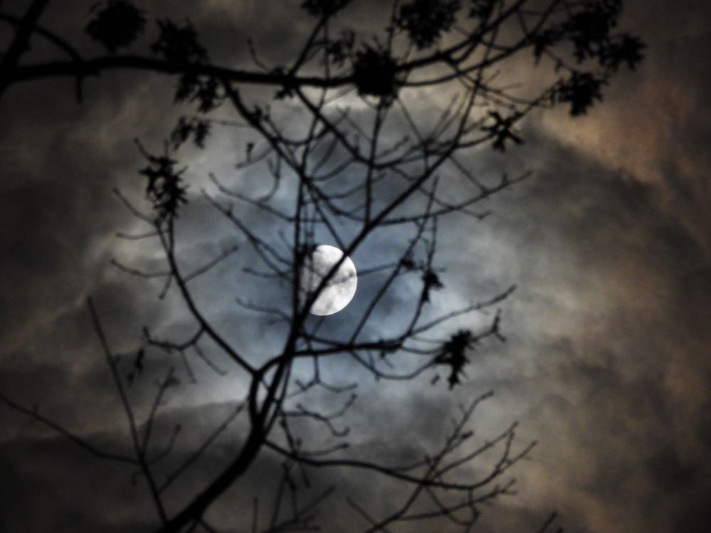The moon through the branches of a tree