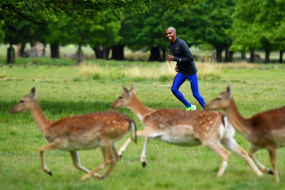 Mo Farah exercises outdoors near a group of deer
