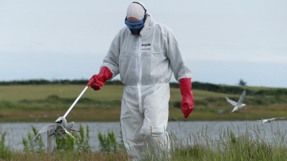 BirdWatch volunteer collecting dead birds