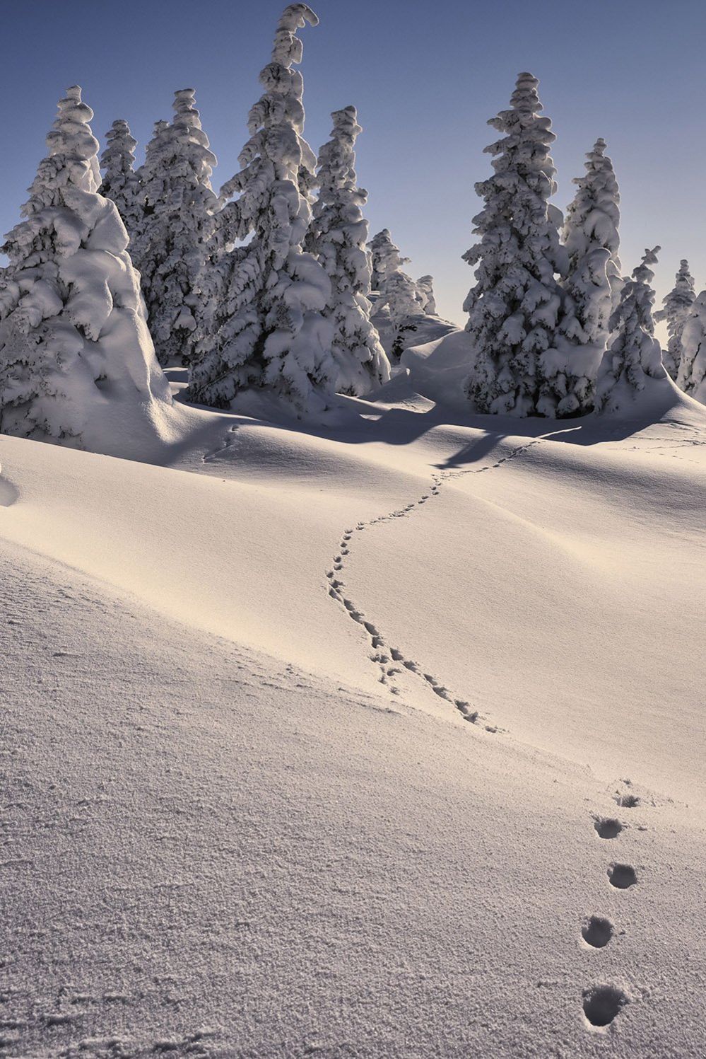 Prints in the snow of Velika Planina in Slovenia
