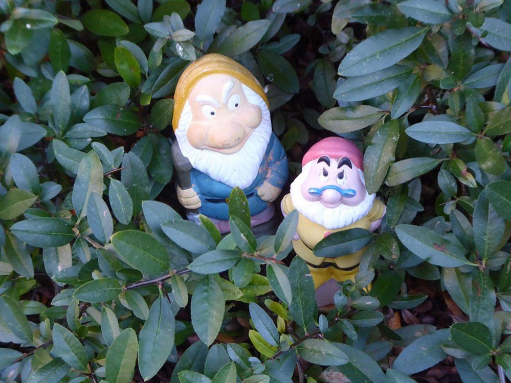 Gnomes in a garden