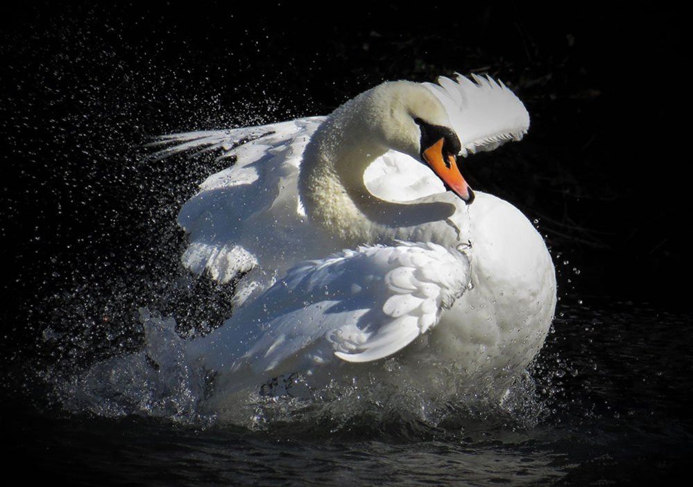 Swan on a lake in Cambridge, UK