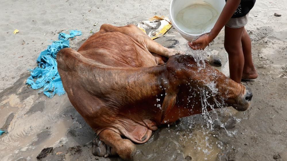 A cow is doused with water in New Delhi