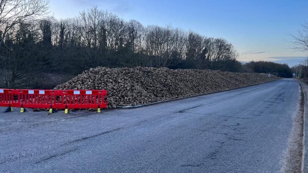 Sugar beet found on Old Norwich Road, Ipswich