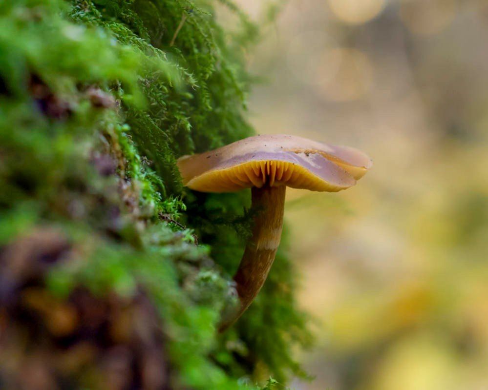 Mushroom on a branch