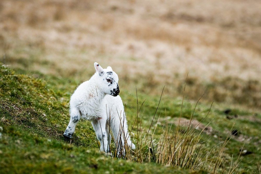 Lamb on hillside