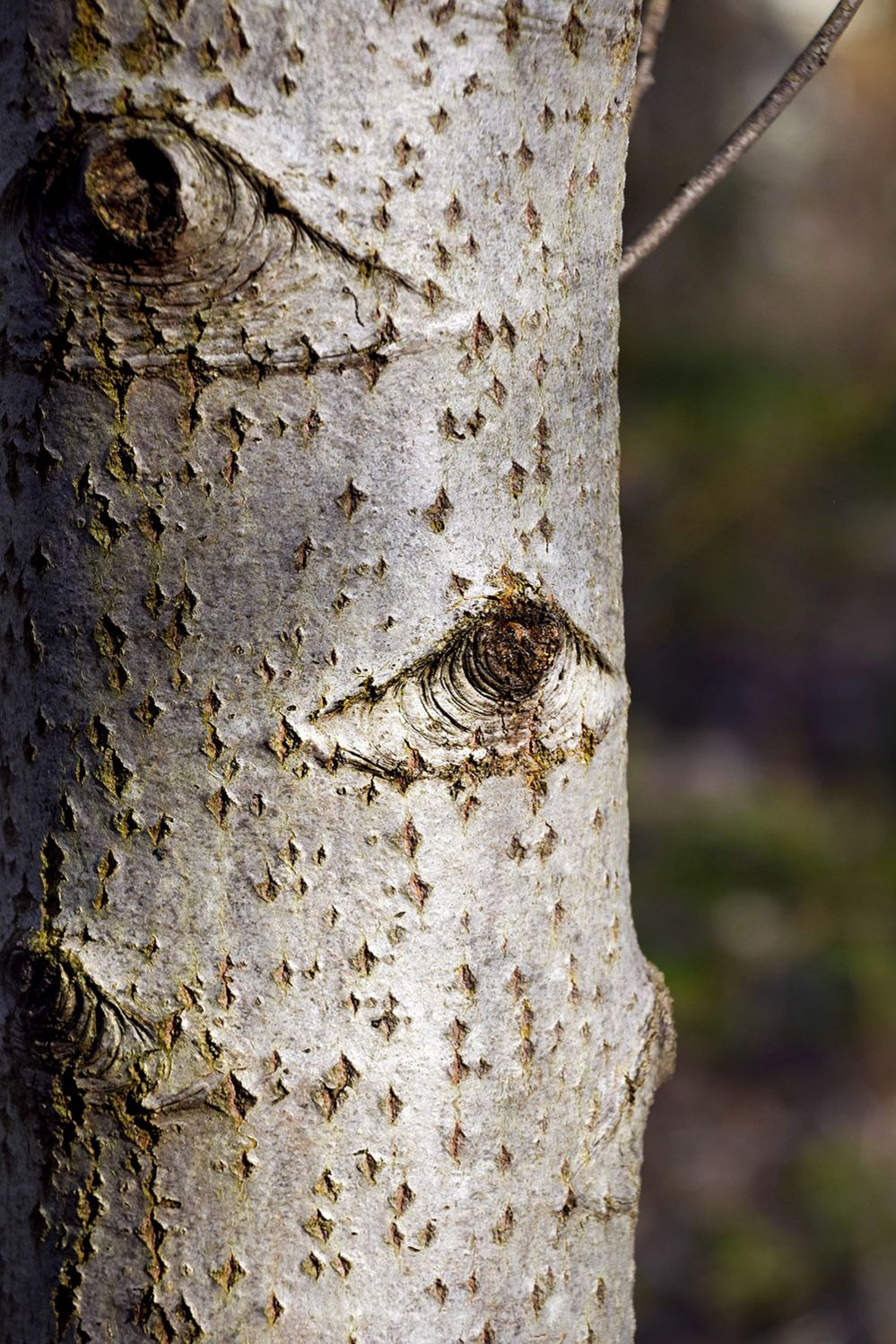 Tree bark