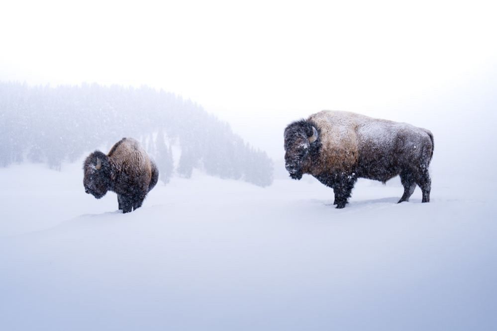 Bison in a snowy landscape