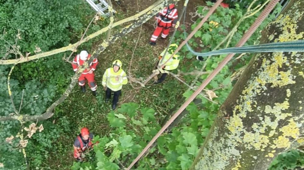 Firefighters helping to rescue a teenager up a tree in Kempston