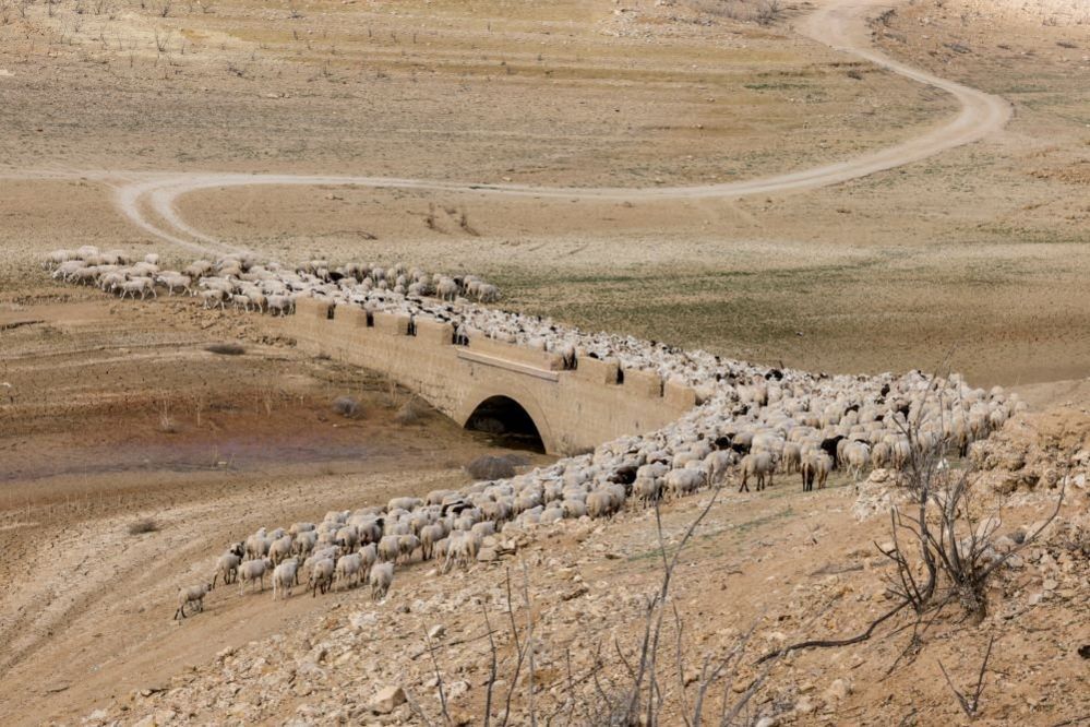 A flock of sheep cross an old bridge