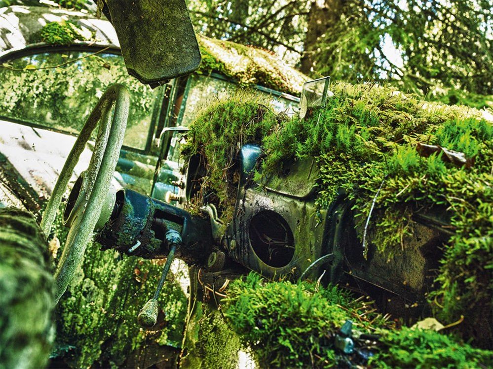 The dashboard of an abandoned car with moss and plants growing inside