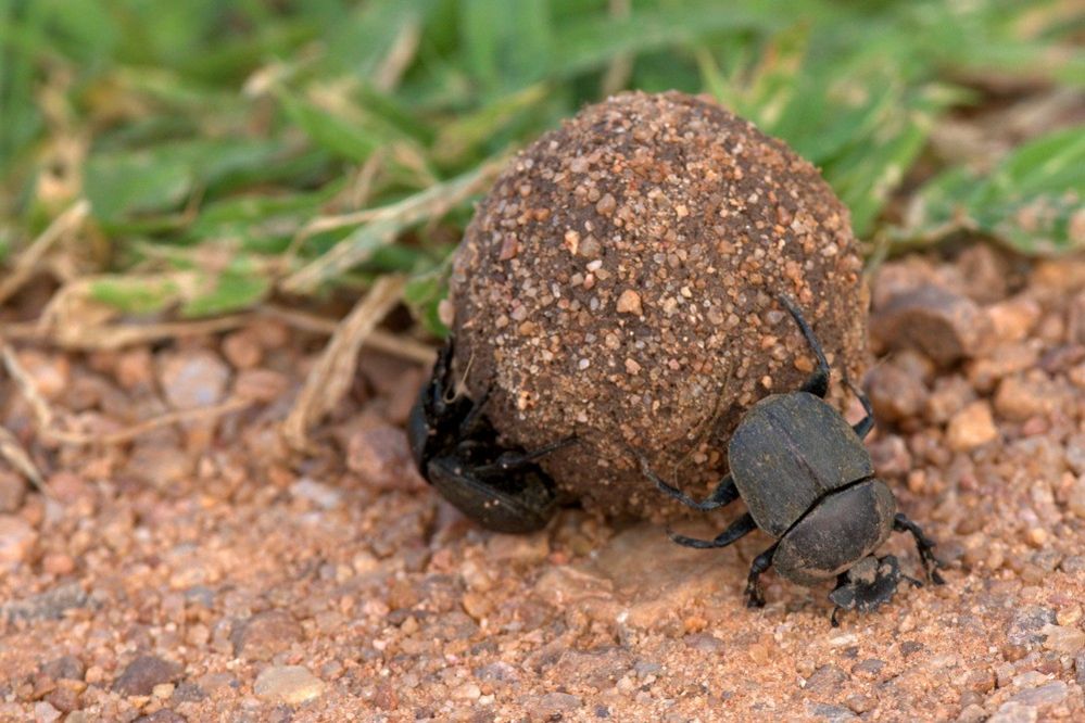 Dung beetles in Zambia's South Luangwa National Park