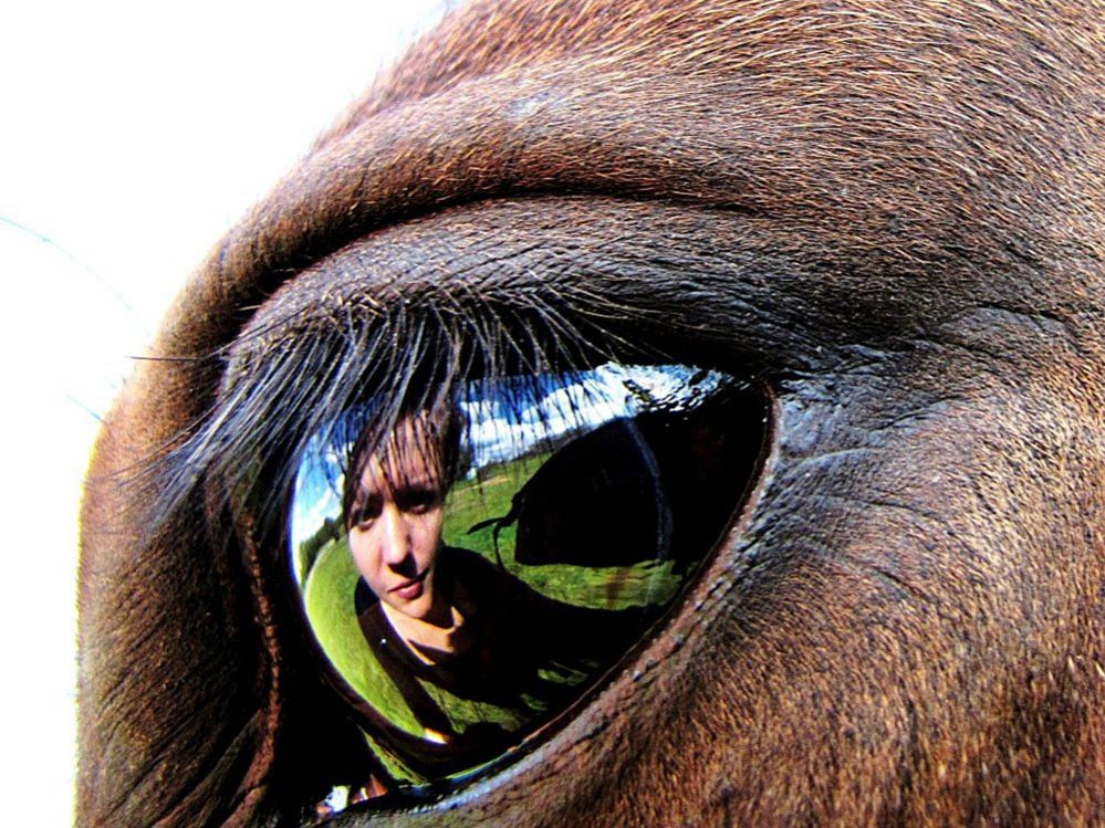 Reflection of a woman's face in the eye of a horse