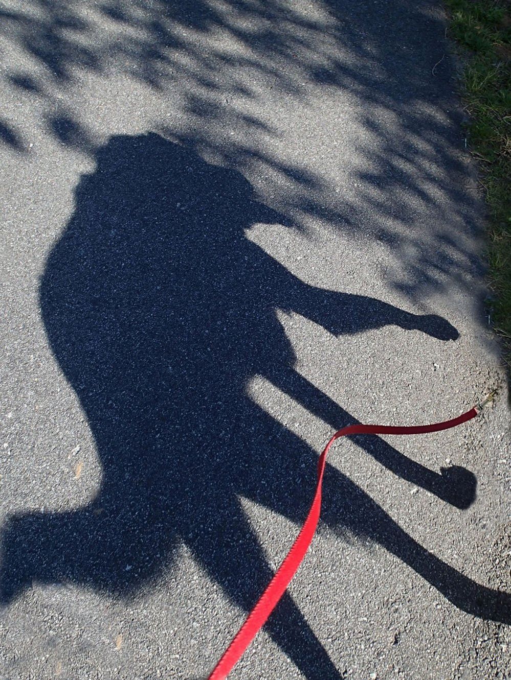 Shadow of a dog