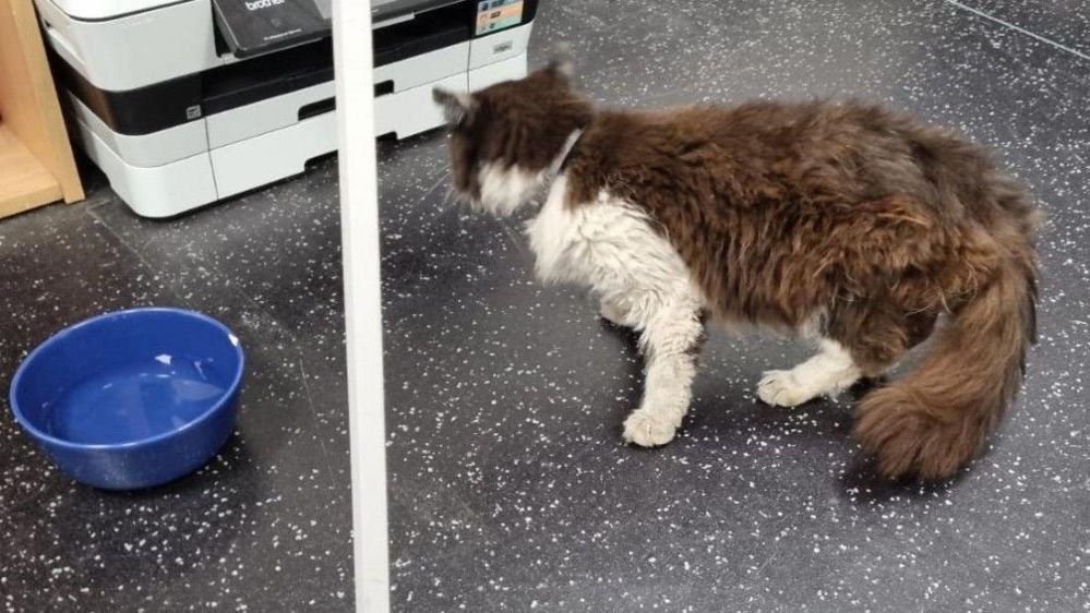 A black and white cat standing on an office floor beside a blue water bowl